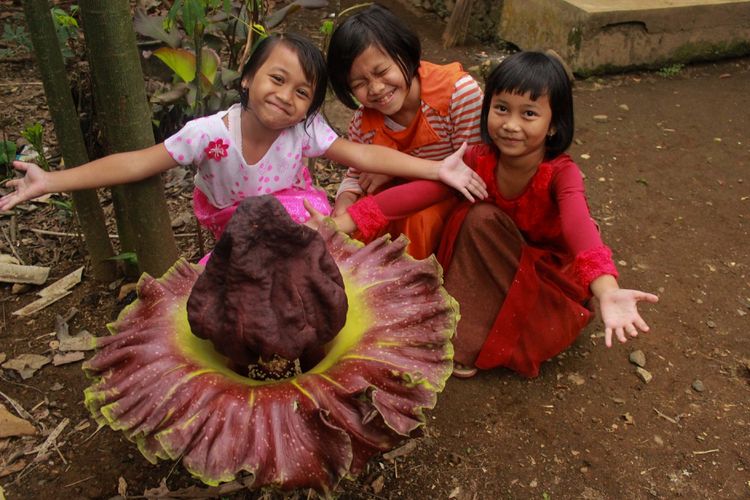 Rafflesia arnoldi berasal dari