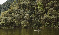 Walhi: Hutan Bukan Komoditas, Tata Kelolanya Harus Adil secara Ekologis