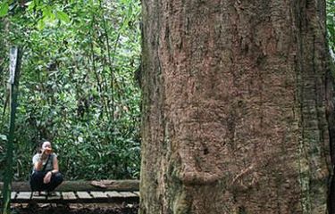 Pohon ulin setinggi 20 meter dan berdiameter 2,47 meter ini merupakan ulin terbesar di Indonesia, juga dunia. Pohon yang diperkirakan berumur 1.000 tahun ini menjadi ikon Wisata Alam Sangkima, bagian terluar dari Taman Nasional Kutai, hutan hujan tropis dataran rendah di Kabupaten Kutai Timur, Kalimantan Timur.