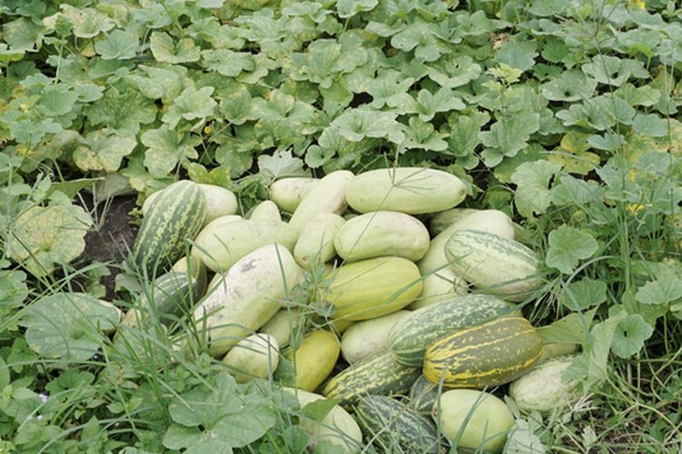 Ilustrasi timun suri. 