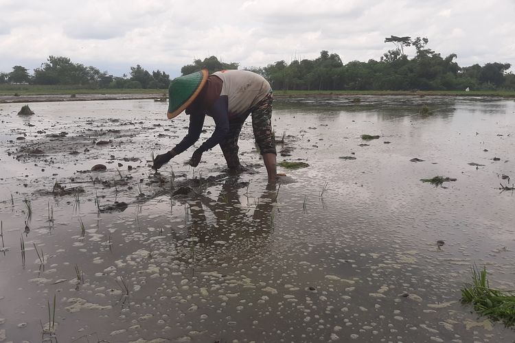 Petani di Lumajang baru menanami sawahnya, Senin (4/3/2024)