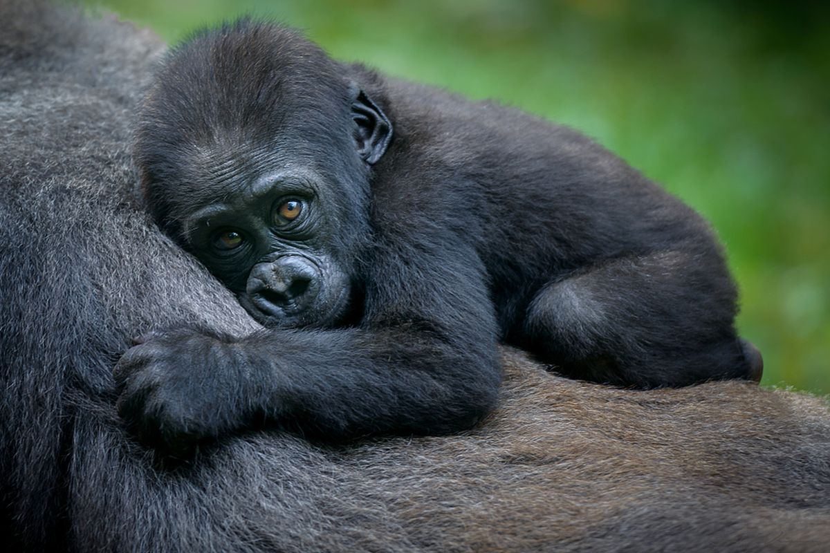 Bayi gorila. Hingga usia 3 tahun, bayi gorila Afrika akan menunggangi punggung induknya.