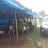 Marak Arisan Kurban Sapi, Penjualan Kambing dan Domba di Kebumen Lesu