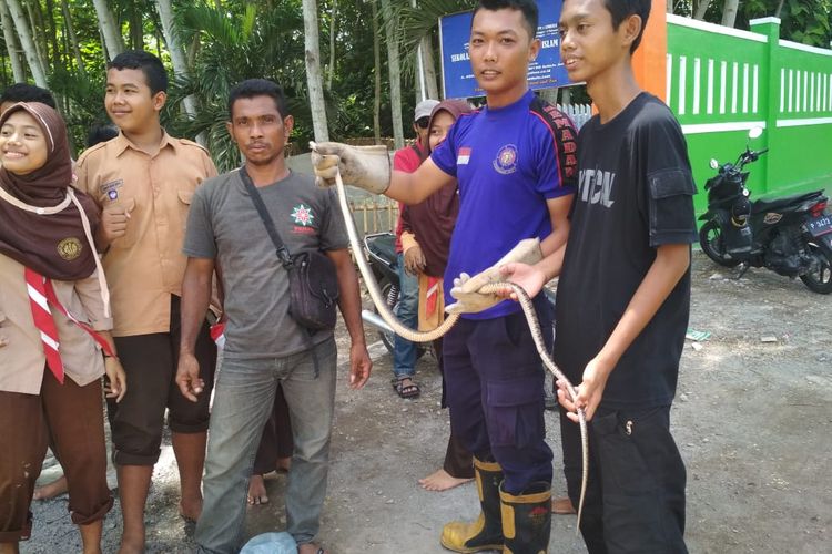 Foto dokumentasi Damkar Ambulu: Petugas Damkar Ambulu Kabupaten Jember saat mengevakuasi ular di sekolah