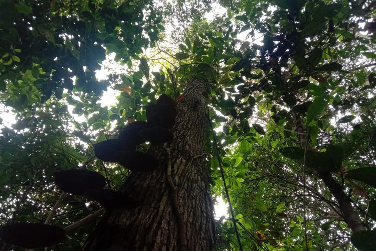 Pohon mahoni setinggi 10 meter dengan diameter sekitar 20 sentimeter ini ditanam pasangan pengantin pada 2013 lalu, tepat setelah program Taman Hutan Sejuta Cinta diluncurkan Pemerintah Kota Jambi