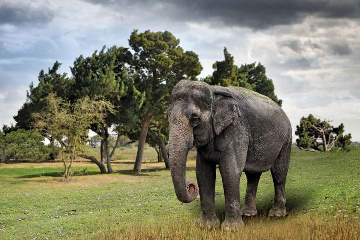 Upaya Melestarikan Hewan dan Tumbuhan yang Hampir Punah