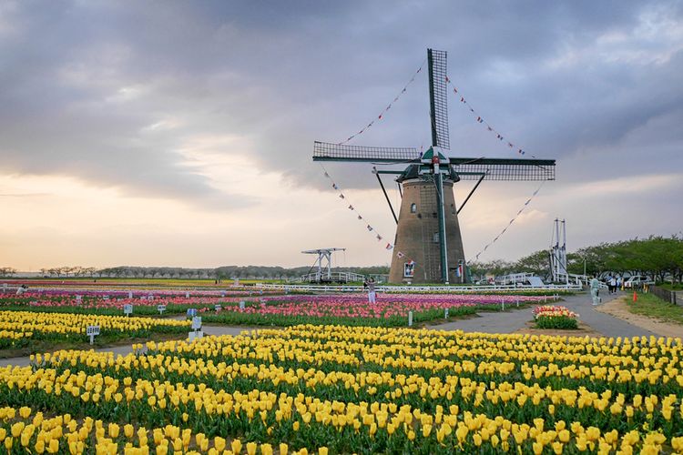 Bunga Tulip di prefektur Chiba, Jepang Timur.