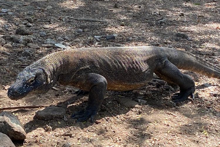 Seekor komodo sedang berjalan di sekitar pantai di Pulau Komodo, Nusa Tenggara Timur. 