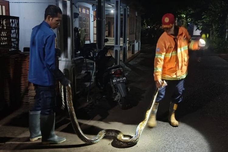 Harga BBM Naik, Petugas BPBD Bantul Bakal Motoran Saat Berangkat Evakuasi Tawon atau Ular