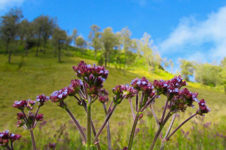 Bunga verbena yang sedang mekar di tepi Ranu Kumbolo.