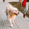 5 Alasan Anjing Peliharaan Perlu Diajak Jalan-jalan Rutin