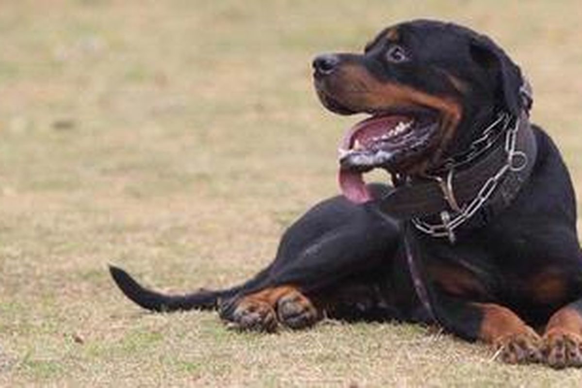 Anjing Rotweiller.
