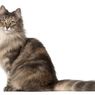 8 Ras Kucing Bertubuh Besar yang Cocok Jadi Peliharaan di Rumah