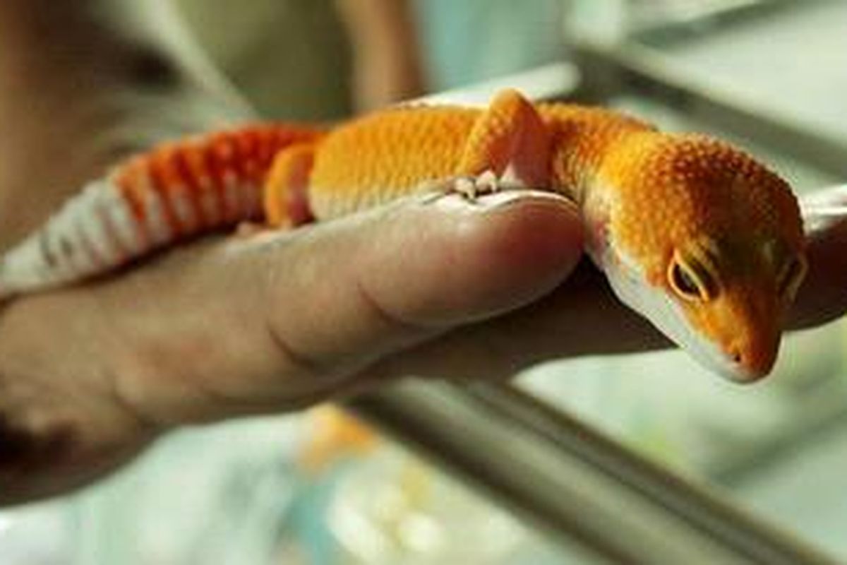 Leopard Gecko, jenis tokek asal India, Rabu (20/3/2013) dipamerkan dalam pameran reptil di Mall Olympic Garden Kota Malang Jawa Timur, 21-23 Maret 2013. Tokek unik dengan warna warni cerah tersebut saat ini menjadi kegemaran para penghobi reptil. Harga jenis tokek India ini antara Rp 150.000-Rp 5 juta per ekor.

