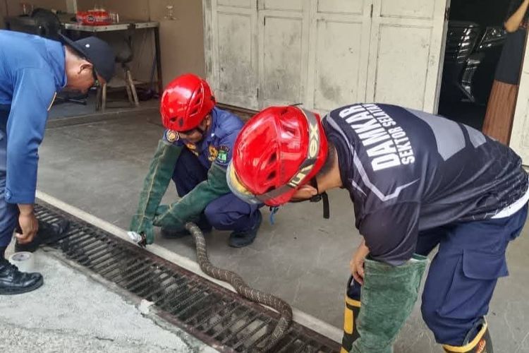 Ular King Kobra Sepanjang 3 Meter Masuk Pekarangan Rumah Eks Bupati Nunukan, Ditangkap Petugas Damkar Setelah Dua Jam
