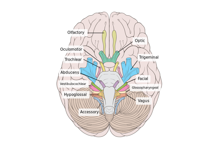 Ilustrasi 12 pasang saraf kranial di dalam batok kepala.