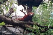 Jelang Libur Nataru, Batu Scret Zoo Kedatangan Jerapah dan Panda Merah dari Jepang