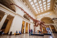 Apakah Tulang Dinosaurus di Museum Itu Asli?