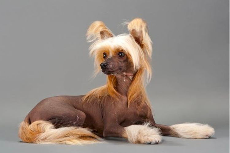 Anjing jenis Chinese crested.