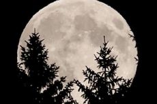 Nanti Sore Ada Fenomena Perigee, Bikin Bulan Tampak Lebih Besar