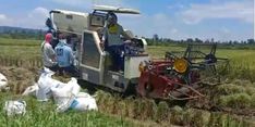 Panen di Masa Covid-19 Harus Dilakukan, Mentan Minta Petani Tetap Waspada