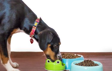 5 Alasan Anjing Makan Kotorannya Sendiri