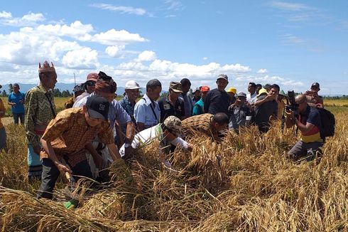 235 Desa Akan Panen Raya, Ribuan Ton Gabah Disiapkan Hadapi Pandemi Corona