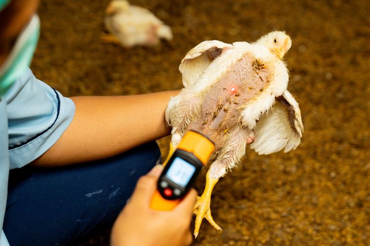 Cara Potong Ayam yang Halal, Seperti Apa Prosesnya?