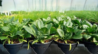 Benih Tak Kunjung Berkecambah? Bisa Jadi 6 Kesalahan Ini Penyebabnya