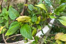 6 Penyebab Daun Kemangi Menguning dan Cara Mencegahnya