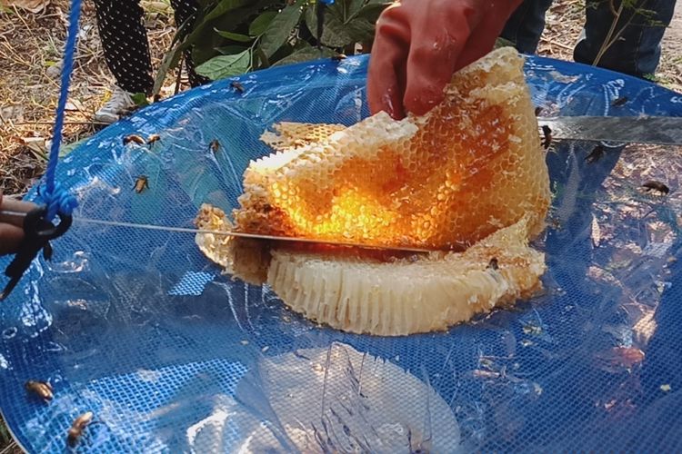 Hasil panen madu hutan flores di desa Talibura, Sikka, NTT, Sabtu (13/10/2018).