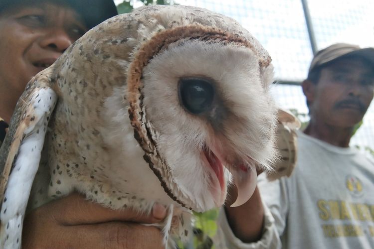 Burung hantu jenis Tyto Alba yang digunakan untuk membasmi tikus, Jumat (24/1/2020).