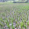 Ratusan Hektar Lahan di Lombok Barat Alami Kekeringan, Ditjen PSP Lakukan Monitorisasi dan Mitigasi