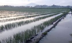 Ini Cara Petani Bawang Merah Tetap Produktif saat Musim Hujan