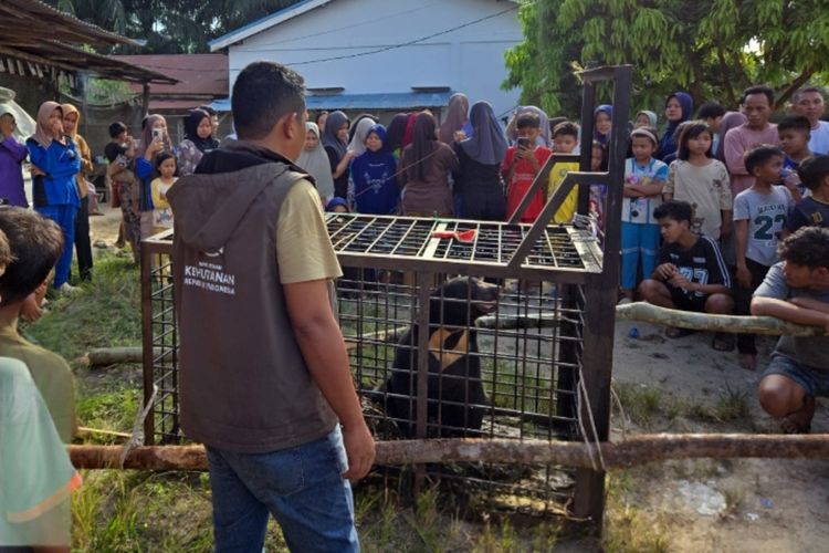 Beruang Madu Masuk ke Permukiman Warga di Riau, BBKSDA Evakuasi dan Lepas Liarkan