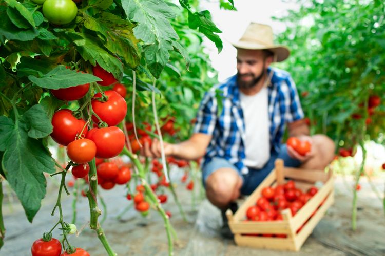 Ilustrasi tanaman tomat, menanam tomat. 