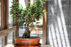 Pohon Bonsai di Rumah, Baik atau Buruk Menurut Feng Shui?