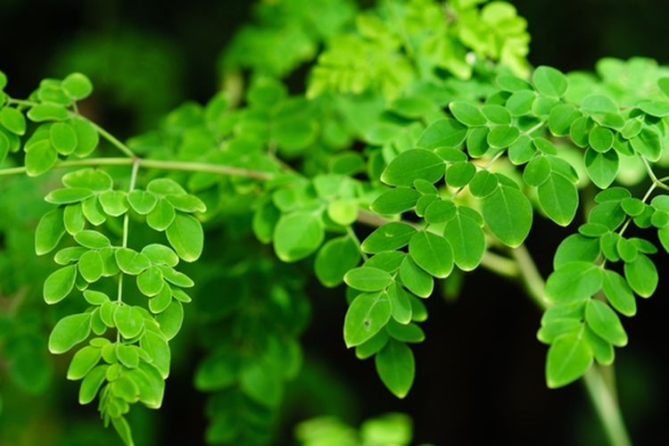 Ilustrasi daun kelor