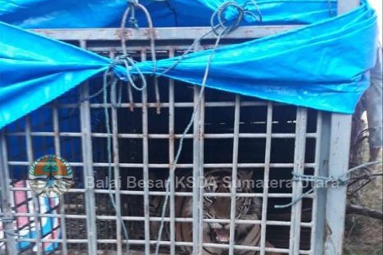 Harimau Palas, saat masih di dalam perangkap di Desa Hutabargot, Padang Lawas. Kaki depan sebelah kanan harimau sumatera bernama Palas yang berhasil ditangkap Selasa kemarin (16/7/2019) akan dioperasi di tempat barunya di Pusat Rehabilitasi Harimau Sumatera Dharmasraya (PRHSD) di Sumatera Barat. Harimau jantan berusia lima tahun ini sebelumnya meresahkan warga karena kemunculannya di sekitar permukinam masyarakat dan diduga sempat menerkam serta menwaskan warga. 