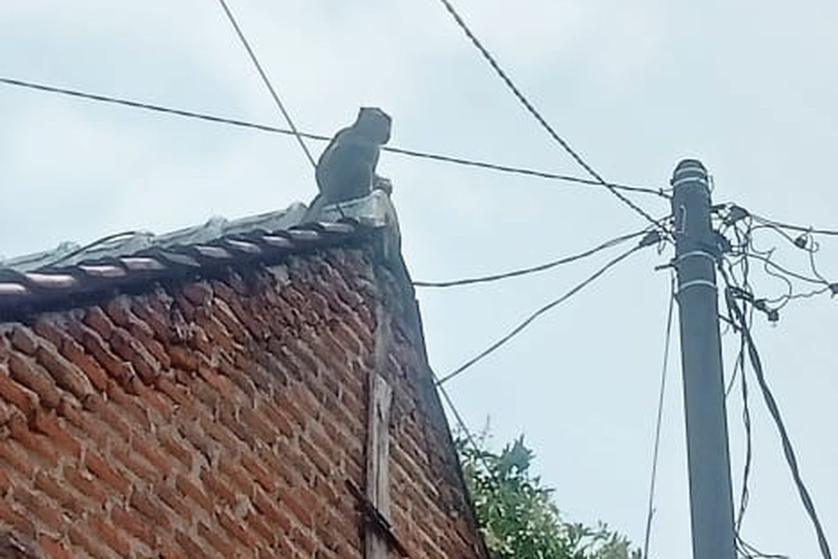 Foto: Seekor monyet ekor panjang membuat kekacauan di Desa Pasir Putih, Kecamatan Bungatan, Kabupaten Situbondo..