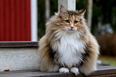 9 Fakta Menarik Kucing Norwegian Forest, Hampir Punah dan Cerita Mitos