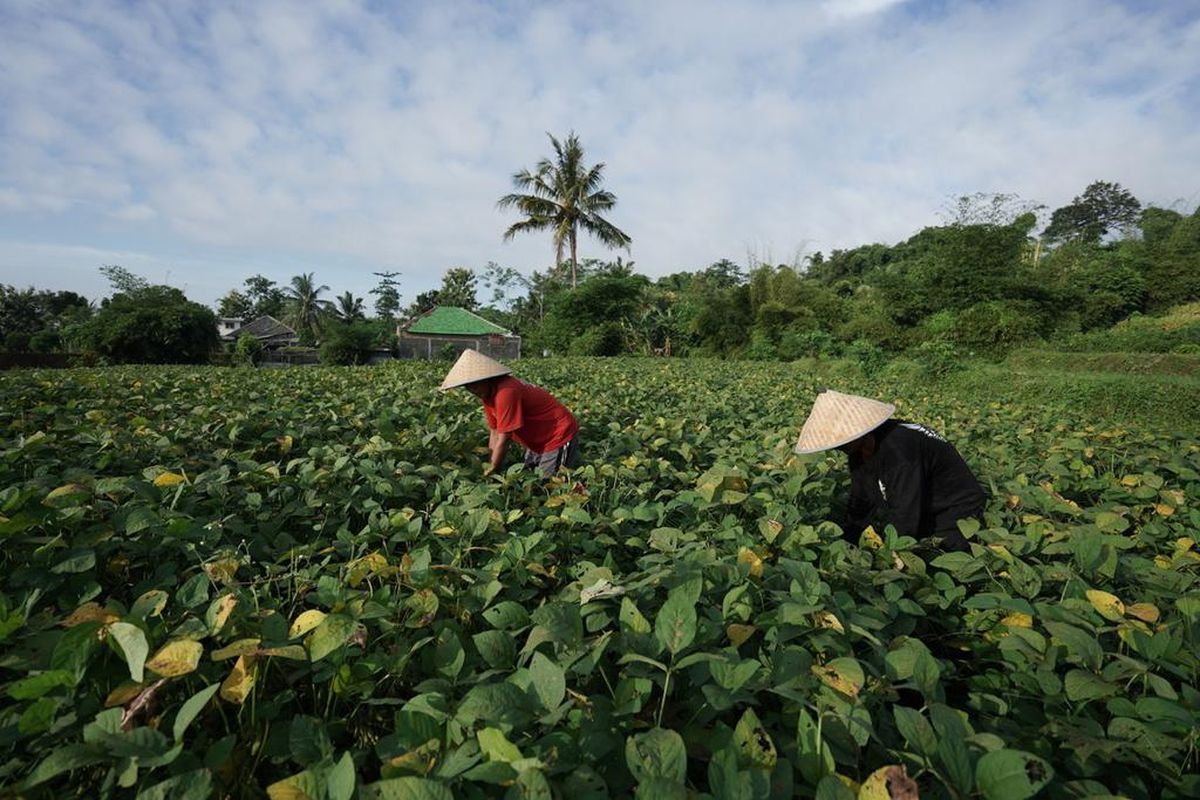 Ilustrasi pengembangan budidaya edamame kerja sama antara PT GMIT dengan petani di Jember.