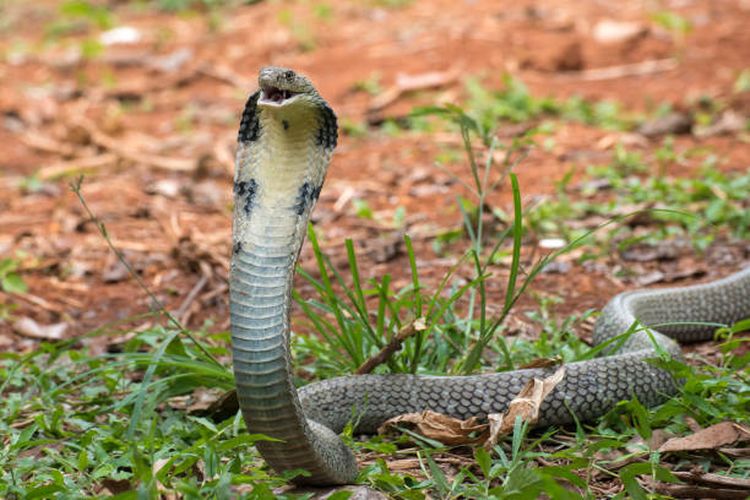 King cobra (Ophiophagus hannah), salah satu ular paling mematikan di dunia.