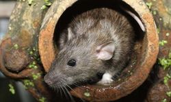 Lingkungan Kotor dan Banjir Picu Leptospirosis, Pakar: Ini Bukan Hanya Soal Tikus