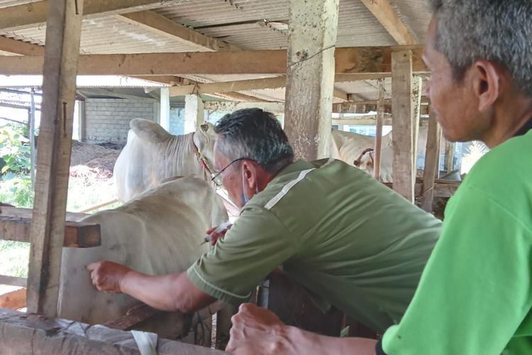 Pengobatan sapi yang terjangkit LSD di Kebumen, Jawa Tengah.