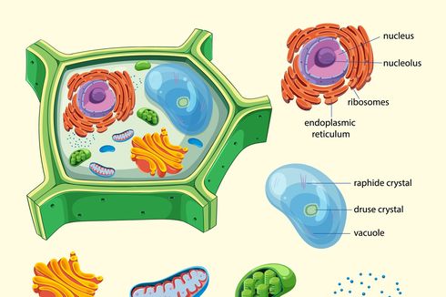 Mengenal Fungsi Mitokondria pada Sel Tumbuhan