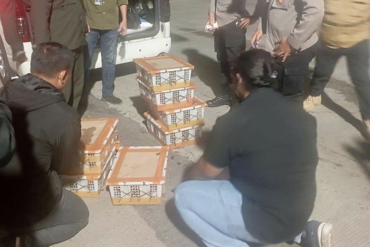 Ratusan Burung Liar Diselundupkan di Pelabuhan Bakauheni