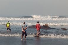 Hiu Paus Sepanjang 7 Meter Ditemukan Mati Terdampar di Jembrana Bali