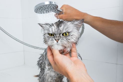 Cara Ampuh Memandikan Kucing yang Galak dan Takut Air 