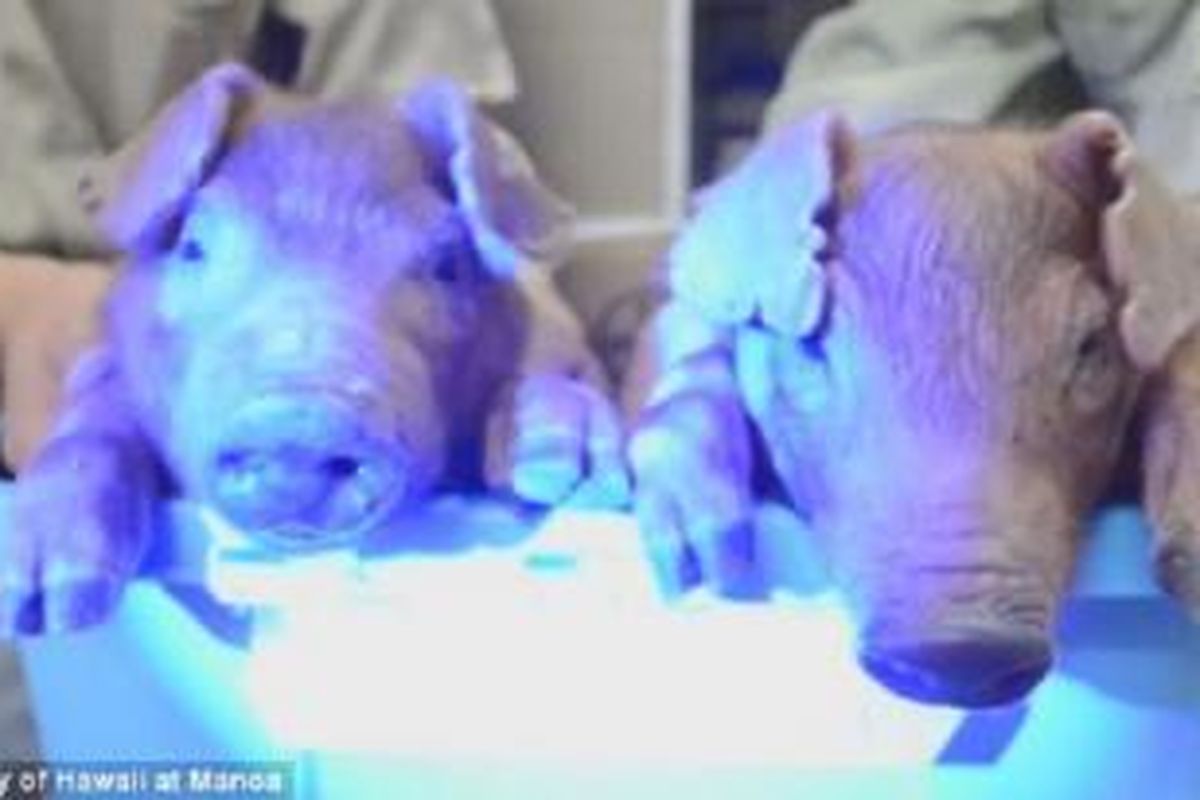 Ilmuwan China menciptakan babi yang bercahaya. 